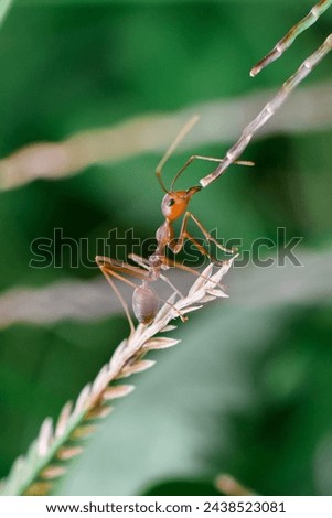 Amidst the towering branches, a tiny ant embarks on a journey of perseverance and determination. Step by step, it navigates its way, showcasing the resilience and found in the smallest of creatures.