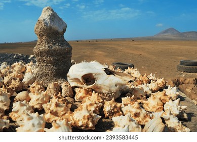 Amidst the vast desert, a bovine skull positioned among remnants of seashells forms an evocative tableau, symbolizing the intersection of disparate elements and the passage of time in this unique arid