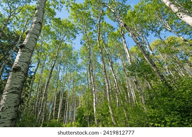 Amidst the Verdant Birch Trees of the Great North Woods in Prince Albert National Park in Saskatchewan