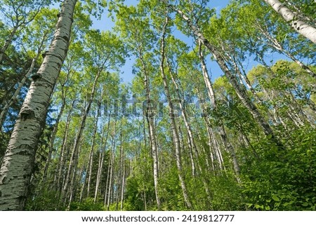 Amidst the Verdant Birch Trees of the Great North Woods in Prince Albert National Park in Saskatchewan