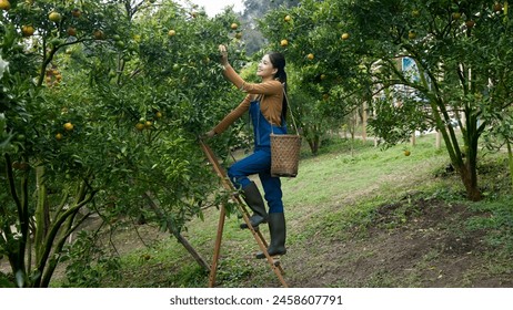 Amidst vibrant orange grove, young Asian woman in work attire climbs ladder, carefully harvesting fruit, woven basket at waist, depicting agriculture labor, harmony with nature. Orange orchard farmers - Powered by Shutterstock