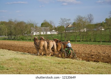 An Amish Boy Plowing With Horses.