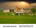 Amish farm near Intercourse, PA, dairy, cattle, Holstein