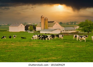Amish farm near Intercourse, PA, dairy, cattle, Holstein - Shutterstock ID 1815609629