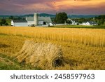 Amish farm near Lancaster, Pennsylvania.  Sheafs of wheat aka Bundle tied up