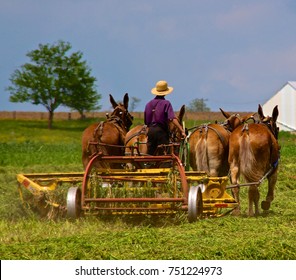 Amish Farmer