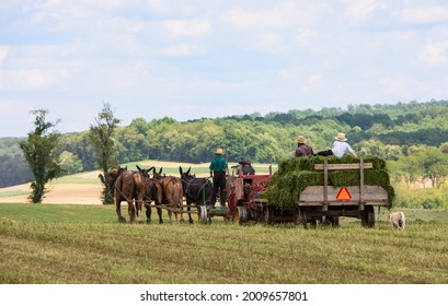 Amish Farmer Baling Hay Onto Wagon