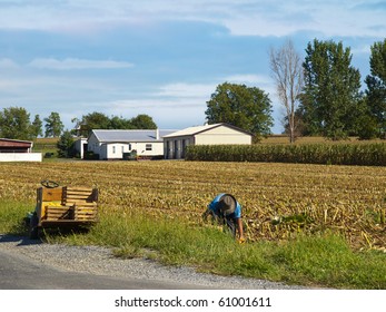 Amish Farmer Harvesting Corn