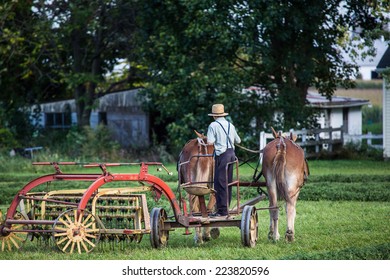 Amish farmer on horse drawn plow working in fields during fall season in rural countryside Lancaster Pennsylvania.