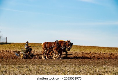 Amish Farmer Plowing Field After Corn Harvest with 3 Horses Pulling Farm Equipment on a Sunny Day
