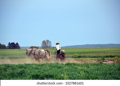 Amish Farmer Using 2 Horse Hitch Antique Plow In The Field.
