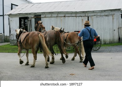 amish farmer with work horses