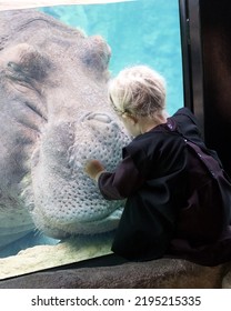 An Amish Girl Puts Her Hands On The Glass Of The Hippo Pool