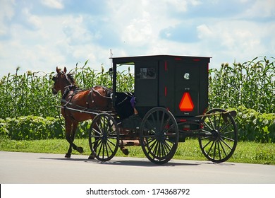 Amish Horse