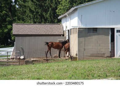 Amish Horse And Barn In Ohio