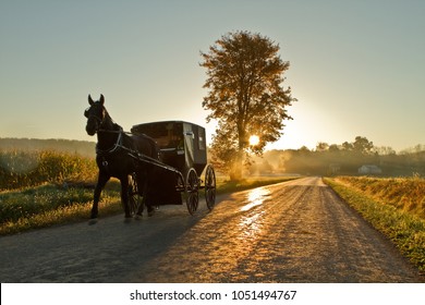 Amish Horse And Buggy 
