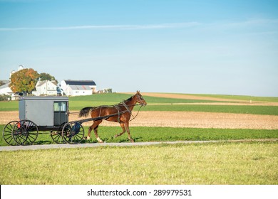 Amish Horse And Buggy