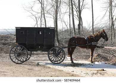 Amish Horse And Buggy