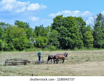 Amish Man Raking Hay In A Field