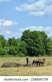 Amish Man Raking Hay In A Field