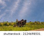 Amish man riding buggy along rural road in Midwest in summer; rising moon in background