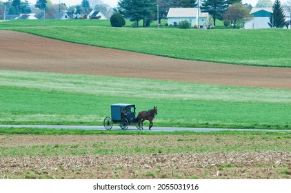 An Amish Man Traveling in a Horse and Buggy Thru Farmlands on a Spring Day
