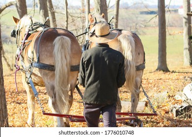 Amish Work Horses Logging Trees Autumn Stock Photo (Edit Now) 1776010748