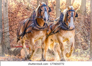 Amish work horses logging trees in the autumn woods.