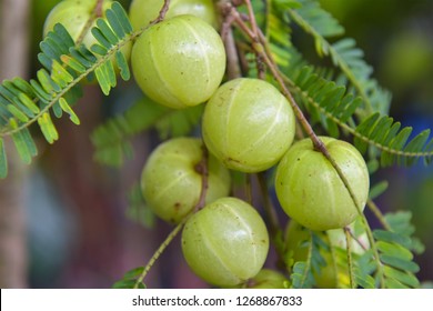 Amla green fruits ,Phyllanthus emblica