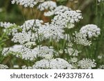 Ammi majus. Bishop