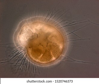 Ammonia, A Foraminifera (protozoa). Living Organism, Within A Mulitchambered Shell, Producing Pseudopodia That Are Used To Move Around And Catch Food. Light Micrograph, Phase Contrast Microscopy.