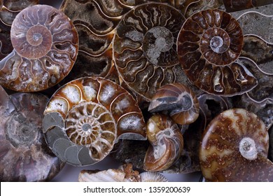 ammonite Images, Stock Photos & Vectors | Shutterstock