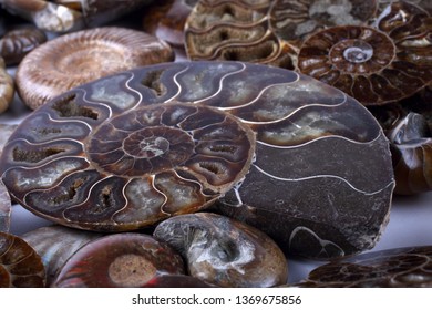 ammonite Images, Stock Photos & Vectors | Shutterstock