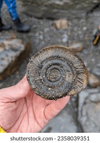 An ammonite from the beach in North Yorkshire, Uk