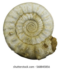 Ammonite Fossil