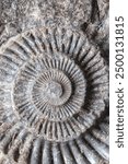 Ammonite fossil background backdrop set in rock. Prehistoric sea creature found on the Jurassic Coast in the South of England