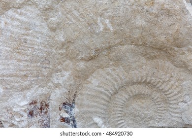 Ammonite Fossil In A Block Of Portland Limestone