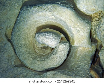 Ammonite Fossil In Cenote, Yucatan Peninsula, Mexico