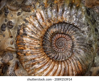 Ammonite fossil close-up, petrified prehistoric extinct animal like snail. Cephalopod shell, fossil by Paleozoic era in rock. Concept of paleontology, geology, golden ratio and nature spiral pattern.