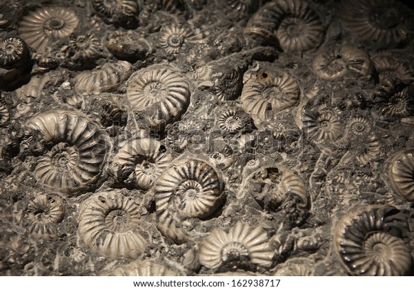 Ammonite Fossil Embedded Stone Oil Fuel Stock Photo (Edit Now) 162938717