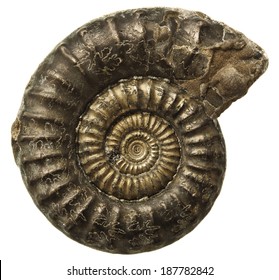 Ammonite Fossil Isolated On White