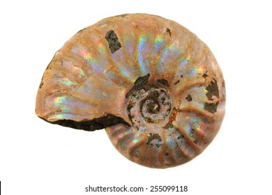 Ammonite Fossil Isolated On The White Background