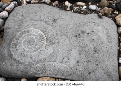 Ammonite Fossil On The Beach At Lyme Regis Dorset England