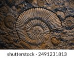  Ammonite fossil on a rock wall