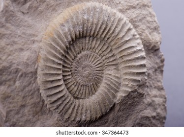 The Ammonite Fossil In The Rock.