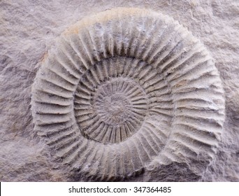 The Ammonite Fossil In The Rock.