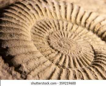 1,380 Cast Fossil Images, Stock Photos & Vectors | Shutterstock