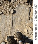 An ammonite fossil in a rock on the Hot Springs Trail at Big Bend National Park with a pair of brown hiking boots visible at the bottom of the frame