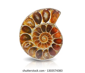 320,478 Fossil Images, Stock Photos & Vectors | Shutterstock