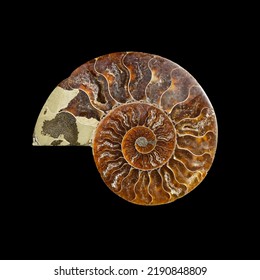 Ammonite fossil shell isolated on black background. - Shutterstock ID 2190848809